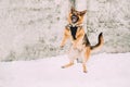 Training Of Purebred German Shepherd Dog In Special Outfit. Alsatian Wolf Dog Jumping During Exercise. Attack And Royalty Free Stock Photo