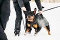 Training Of Rottweiler Metzgerhund Adult Dog. Attack And Defence Royalty Free Stock Photo