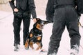 Training Of Rottweiler Metzgerhund Adult Dog. Attack And Defence Royalty Free Stock Photo