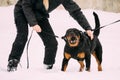 Training Of Rottweiler Metzgerhund Adult Dog. Attack And Defence Royalty Free Stock Photo