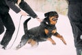 Training Of Rottweiler Metzgerhund Adult Dog. Attack And Defence Royalty Free Stock Photo