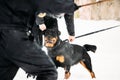 Training Of Rottweiler Metzgerhund Adult Dog. Attack And Defence Royalty Free Stock Photo