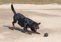 Training of rottweiler for retrieving an object Royalty Free Stock Photo