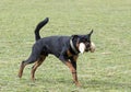 training of rottweiler for retrieving an object Royalty Free Stock Photo