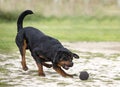 Training of rottweiler Royalty Free Stock Photo