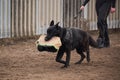 Training of service dog breeds. Black large male German shepherd of working breeding runs with sleeve in his mouth on sports Royalty Free Stock Photo