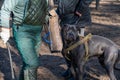 Training of service dogs for guard-defense service. Cane Corso dog looks aggressively into the camera. There is a bloody wound on