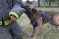 Training sheepdog on attacking. The dog bites in the protected arm. Dog side angle Royalty Free Stock Photo