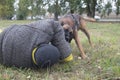 Training sheepdog on attacking. The dog bites in the protected arm and throws down the trainer Royalty Free Stock Photo