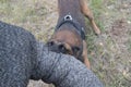 Training sheepdog on attacking. The dog bites a trainer in the protected arm. Royalty Free Stock Photo