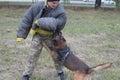 Training sheepdog on attacking. The dog bites the trainer in a protective suit Royalty Free Stock Photo