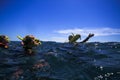 Training in snorkeling on water. Students and teacher at sea.