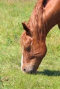 Trait Breton horse in a field in Brittany