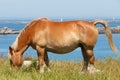 Trait Breton horse in a field in Brittany