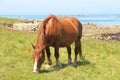 Trait Breton horse in a field in Brittany