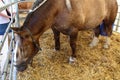 Trait Breton horse in a loose-box