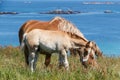 Trait Breton mare and her foal in a field in Brittany