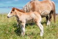 Trait Breton mare and her foal in a field in Brittany