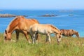 Trait Breton mare and her foal in a field in Brittany