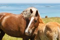 Trait Breton mare and her foal in a field in Brittany