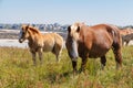 Trait Breton mare and her foal in a field in Brittany