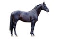 Trakehner black stallion isolated on white Royalty Free Stock Photo