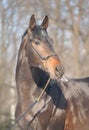 Trakehner black stallion, portrait Royalty Free Stock Photo