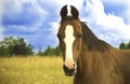 Trakehner Horse Royalty Free Stock Photo