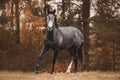 Trakehner mare horse trotting on green meadow on forest background Royalty Free Stock Photo