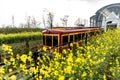 The tram run through a yellow flower field takes tourists up to the top of the Fansipan mountain peak in Sapa city Vietnam