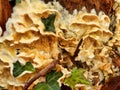 Trametes ochracea