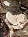 Trametes ochracea, Ocher Bracket fungus photos