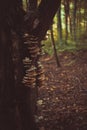 Trametes ochracea poisonous mushroom on the trunk of a beech