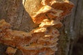 Trametes ochracea fungus