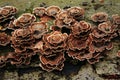 Trametes versicolor