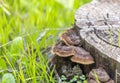 Trametes versicolor, also known as Polyporus versicolor, is a common polyporus fungus found throughout the world, as