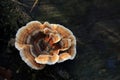 Trametes versicolor autumn mushroom growing on dead tree
