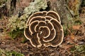 Trametes versicolor fungus