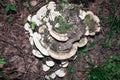 Trametes Versicolor fungus in the forest Royalty Free Stock Photo