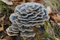 Trametes versicolor fungus Royalty Free Stock Photo