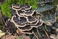 Trametes versicolor fungus on tree stump Royalty Free Stock Photo