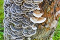 Trametes versicolor. Lots of tree mushrooms on the surface of the bark of a tree trunk