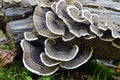 Trametes versicolor mushroom Royalty Free Stock Photo