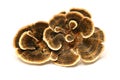 Trametes versicolor mushroom