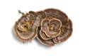 Trametes versicolor mushroom Royalty Free Stock Photo