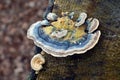 Trametes versicolor mushroom