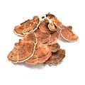 Trametes versicolor mushroom