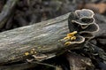 Trametes versicolor mushrooms