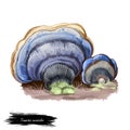 Trametes versicolor or turkey tail mushroom closeup digital art illustration. Cap shows concentric zones of different colours like