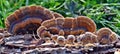 Trametes versicolor, Turkey Tail Mushrooms, common polypore mushroom